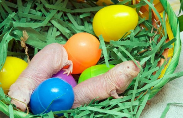 Top 10 Images of Animals With Easter Eggs