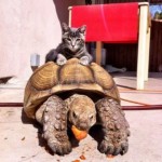The World’s Top 10 Best Images of Cats Riding Animals