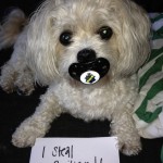 The World’s Top 10 Funniest Examples of Dog Shaming