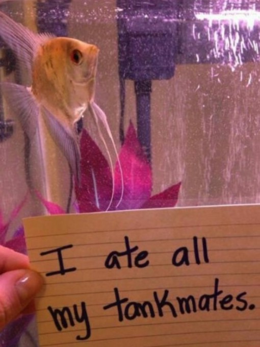 Top 10 Examples of Animal Shaming