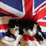 Top 10 Stereotypical Cats From Britain