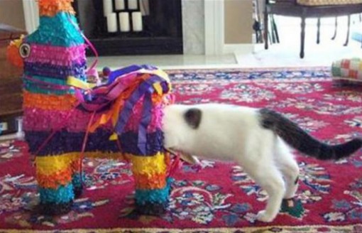 Top 10 Stereotypical Cats From Mexico