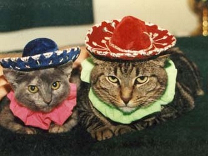 Top 10 Stereotypical Cats From Mexico