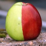 Top 10 Strange, Rare and Unusual Apples