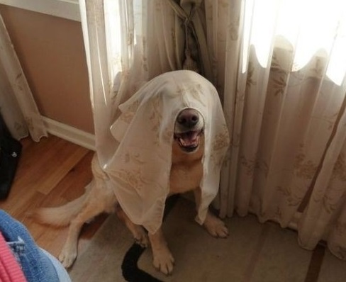 Top 10 Funniest Images of Dogs Hiding