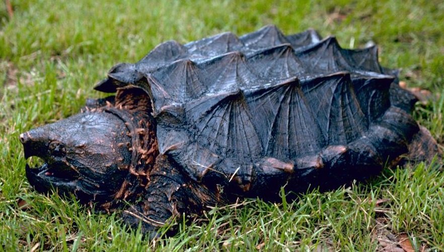 Ten Of The Worlds Rarest And Most Unusual Turtles And Tortoises