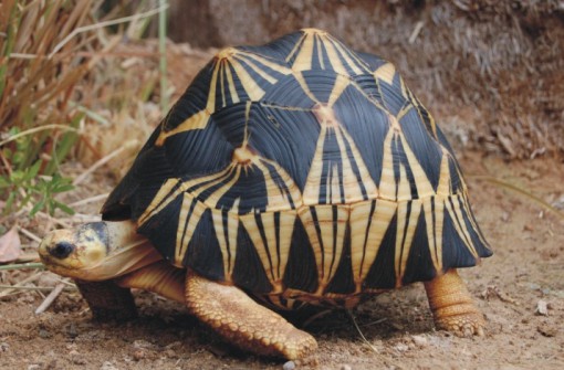 Top 10 Rare and Unusual Turtles and Tortoises