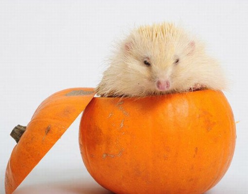Top 10 Animals in Pumpkins