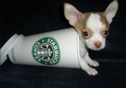 Top 10 Cutest Images of Pups in Cups