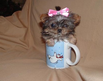 Top 10 Cutest Images of Pups in Cups
