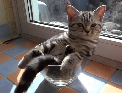 Top 10 Images of Cats in Glass Bowls