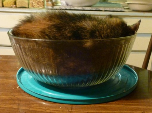 Top 10 Images of Cats in Glass Bowls