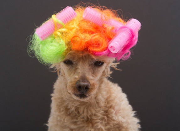 Top 10 Dogs Wearing Hair Curlers