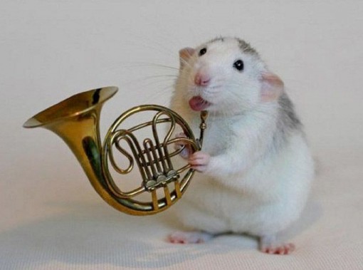 Top 10 Rats Playing Musical Instruments