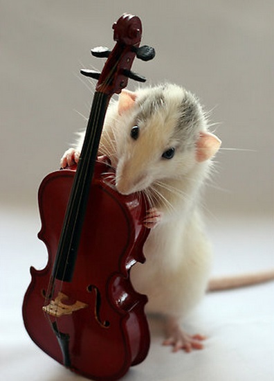 Top 10 Rats Playing Musical Instruments