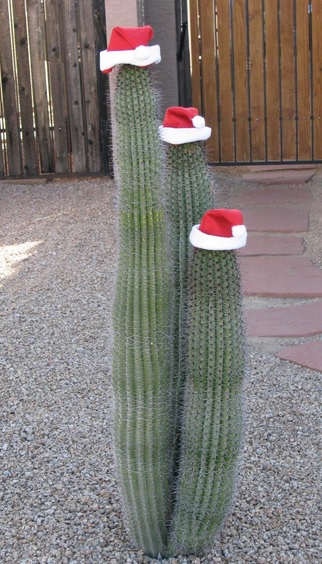 Top 10 Unusual Things Wearing Santa Hats