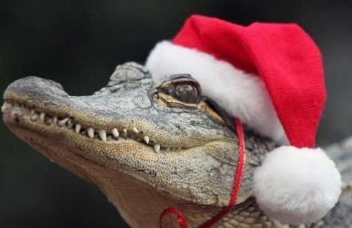 Crocodile Wearing a Santa Hat