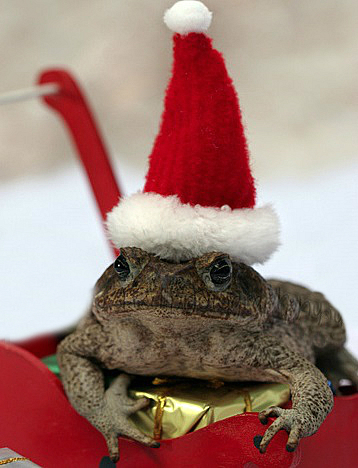 Top 10 Weird and Exotic Animals Wearing Santa Hats