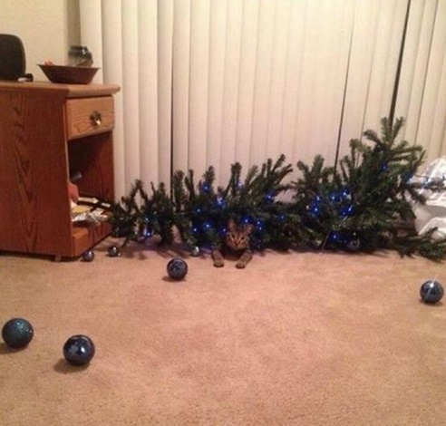 Top 10 Animals Who Think Its Time to Take Down The Christmas Tree