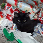 Top 10 Cats Playing With Wrapping Paper