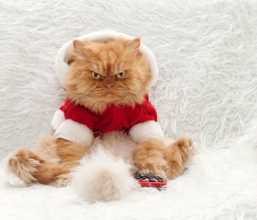 Top 10 Cats Who Hate Christmas