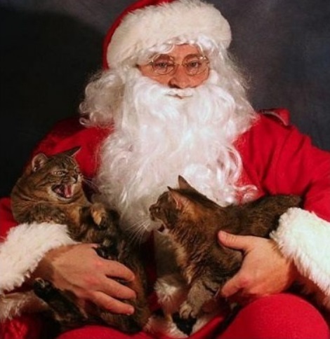 Top 10 Cats Who Hate Christmas