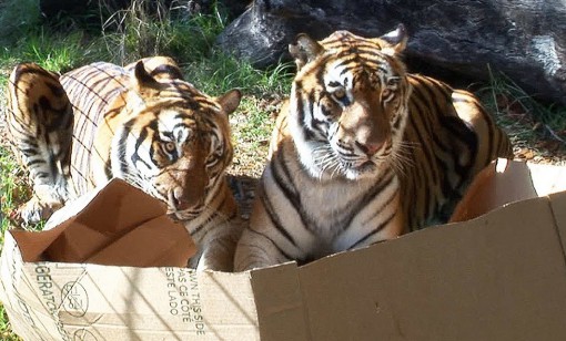 Top 10 Images of 2 Animals in 1 Box