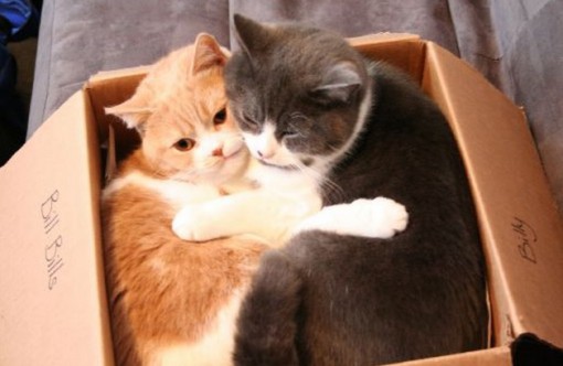 Top 10 Images of 2 Animals in 1 Box