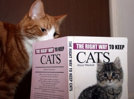 Top 10 Images of Cats Reading Books