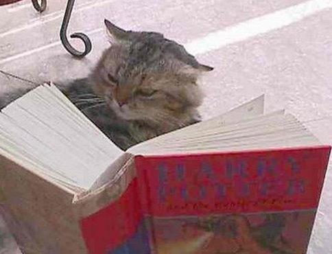 Top 10 Images of Cats Reading Books