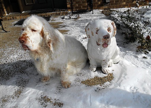 Top 10 Amazing Identical Snow Dogs