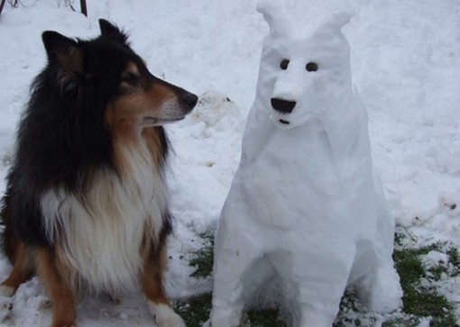Top 10 Amazing Identical Snow Dogs