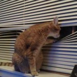 Top 10 Cats Peeking Through Blinds