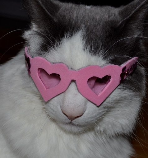 Top 10 Cats Wearing Heart Shaped Glasses