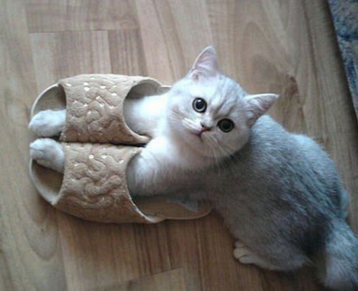 Top 10 Cats With Things on Their Legs