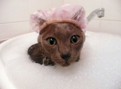 Top 10 Cats in Bubble Baths