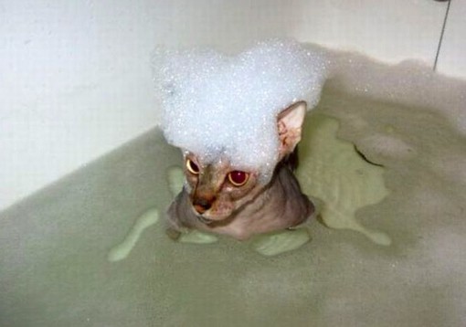 Top 10 Cats in Bubble Baths