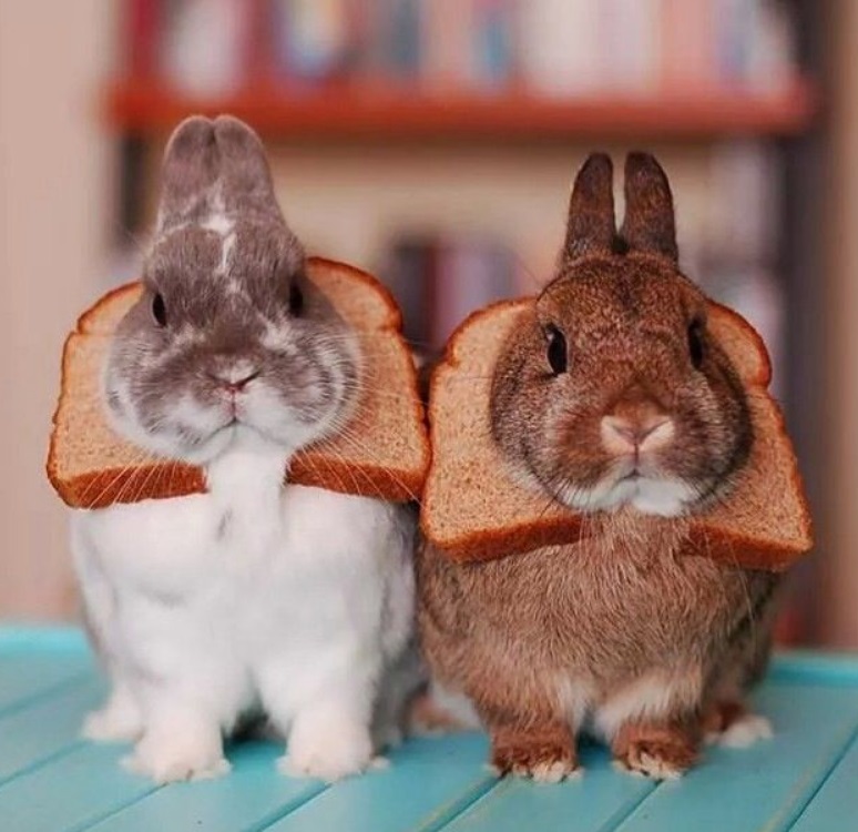 Ten Funny Pictures of Animal Breading (Bread on Their Heads) .