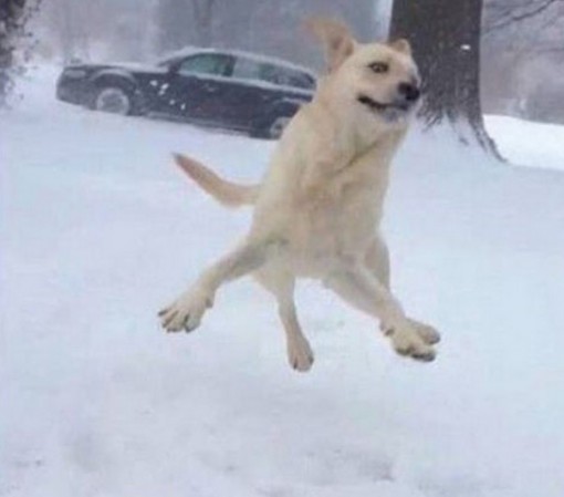 Top 10 Images of Dogs Playing in The Snow