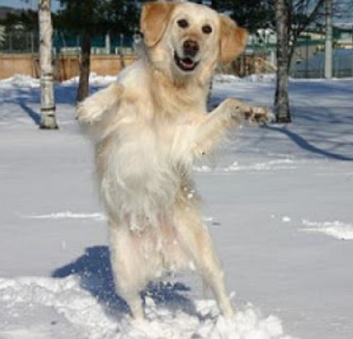 Top 10 Images of Dogs Playing in The Snow