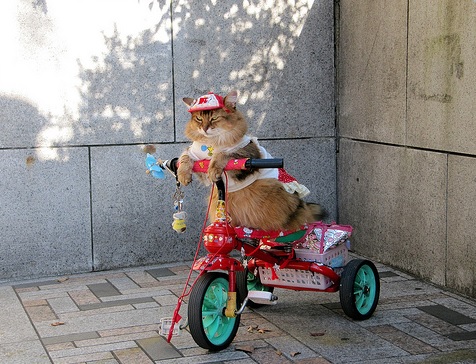 Top 10 Pictures of Cats on Bicycles
