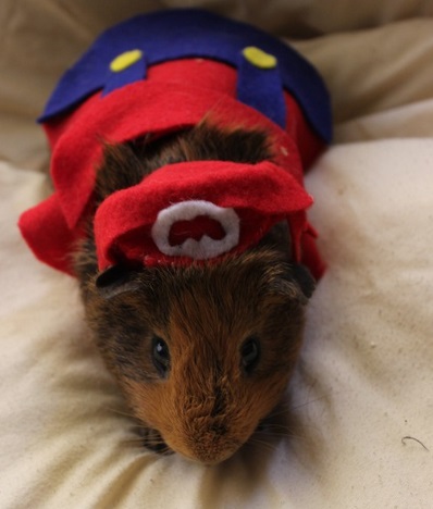 Ten Fun Loving Animals in Super Mario Costumes