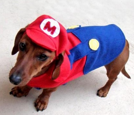Ten Fun Loving Animals in Super Mario Costumes