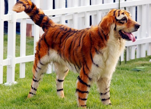 Top 10 Dogs That Look Like Other Animals