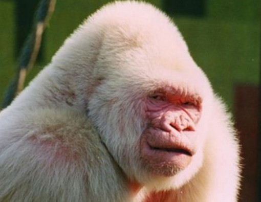 Top 10 Pictures Of The Rarest Albino Animals