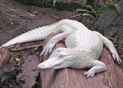 Top 10 Pictures Of The Rarest Albino Animals