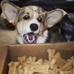 Top 10 Dogs With Too Many Treats
