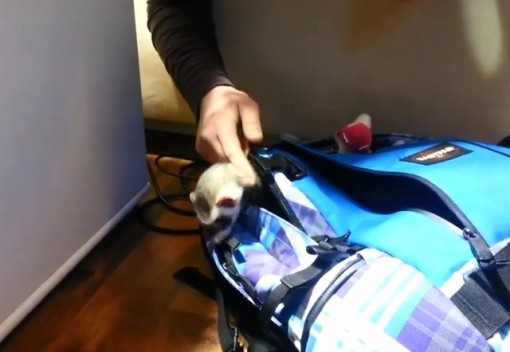 Top 10 Images of Pets in Backpacks