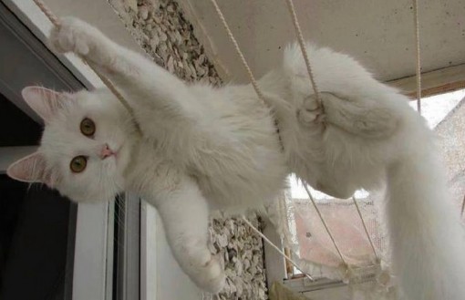 Top 10 Cute Cats on Washing Lines