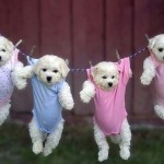 Top 10 Adorable Dogs on Washing Lines
